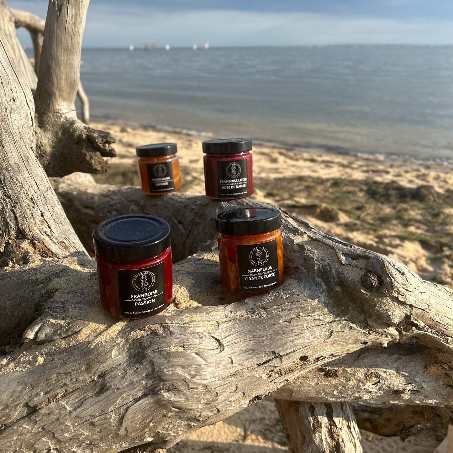 Regroupement de confitures sur un vieille arbre sur la plage